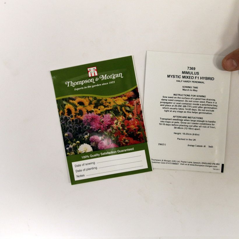 Exemple de spécimen de Graines de Mimulus Mystic Mixed F1 Hybrid  Graines tel que livré