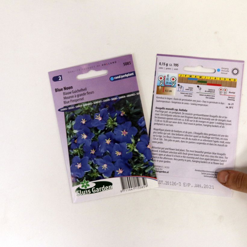 Exemple de spécimen de Graines de Mouron à grande fleurs Blue Noon - Anagallis monelli tel que livré