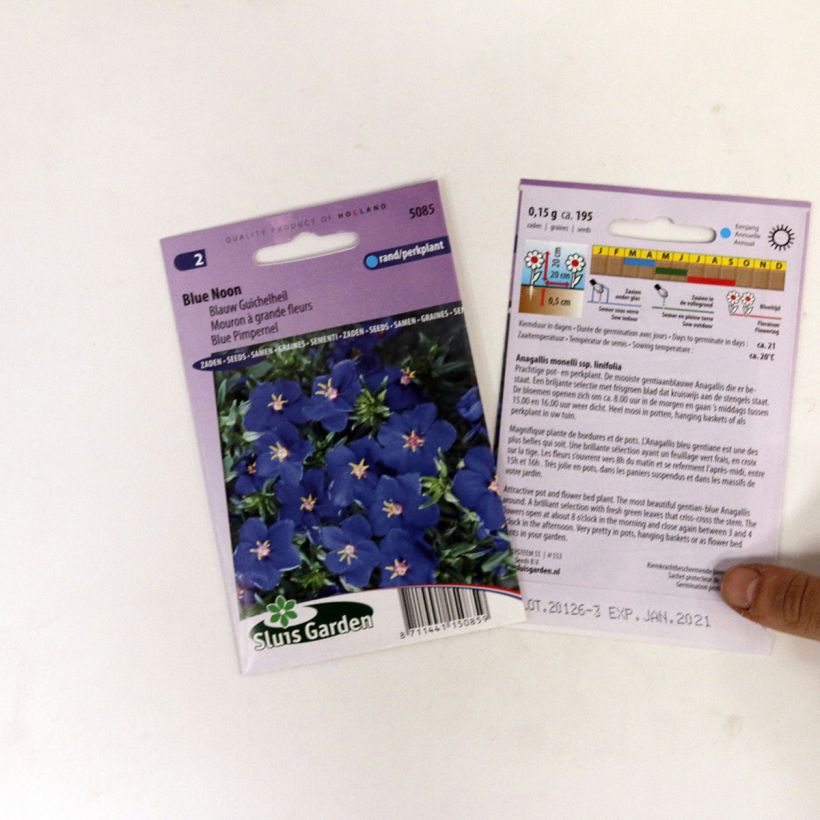 Exemple de spécimen de Graines de Mouron à grande fleurs Blue Noon - Anagallis monelli Graines tel que livré