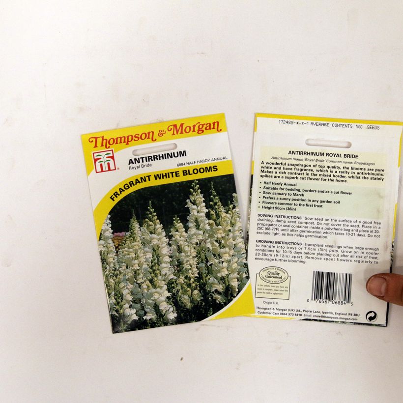 Exemple de spécimen de Graines de Muflier Royal Bride - Antirrhinum majus Graines tel que livré