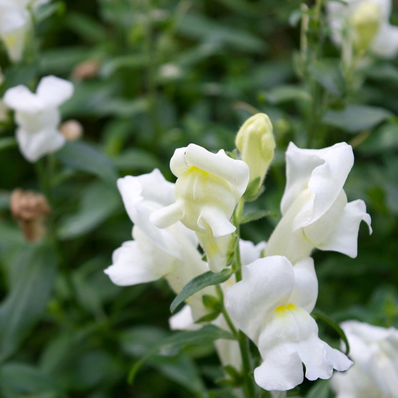 Graines de Muflier Royal Bride - Antirrhinum majus (Floraison)