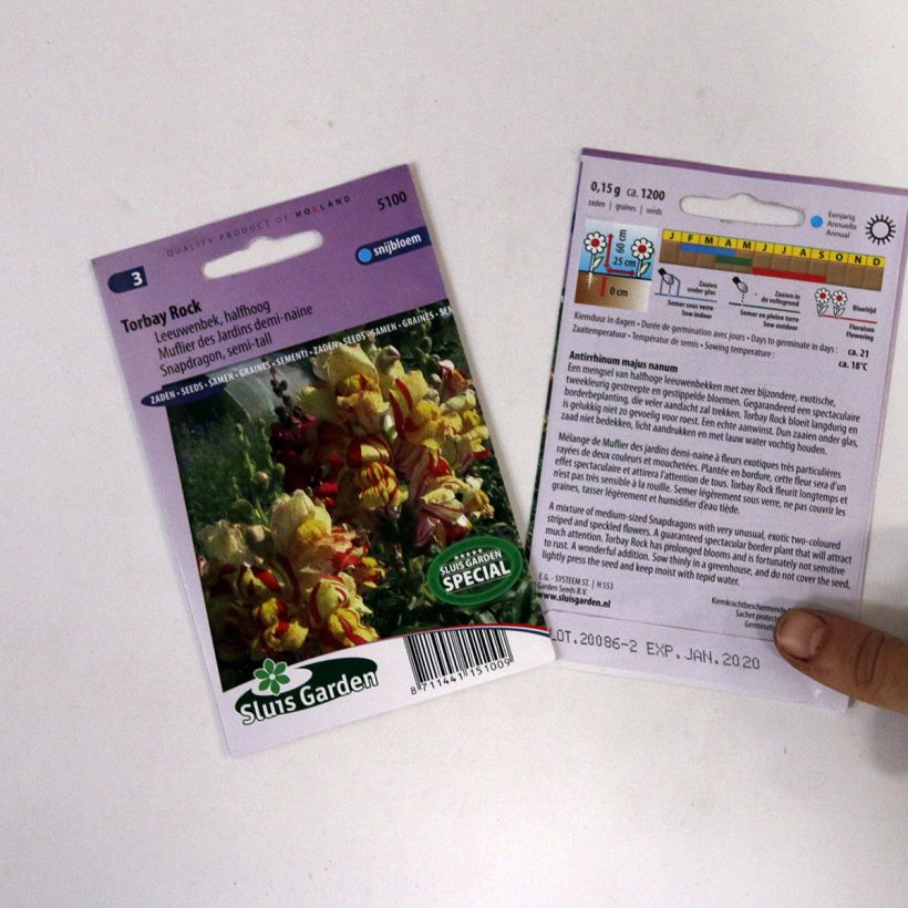 Exemple de spécimen de Graines de Muflier nain Torbay Rock - Antirrhinum majus nanum Graines tel que livré