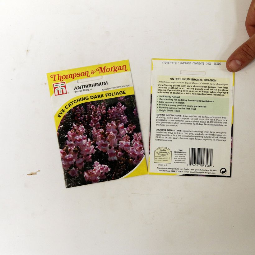 Exemple de spécimen de Graines de Muflier nain Bronze Dragon - Antirrhinum nanum le sachet de 100 graines tel que livré