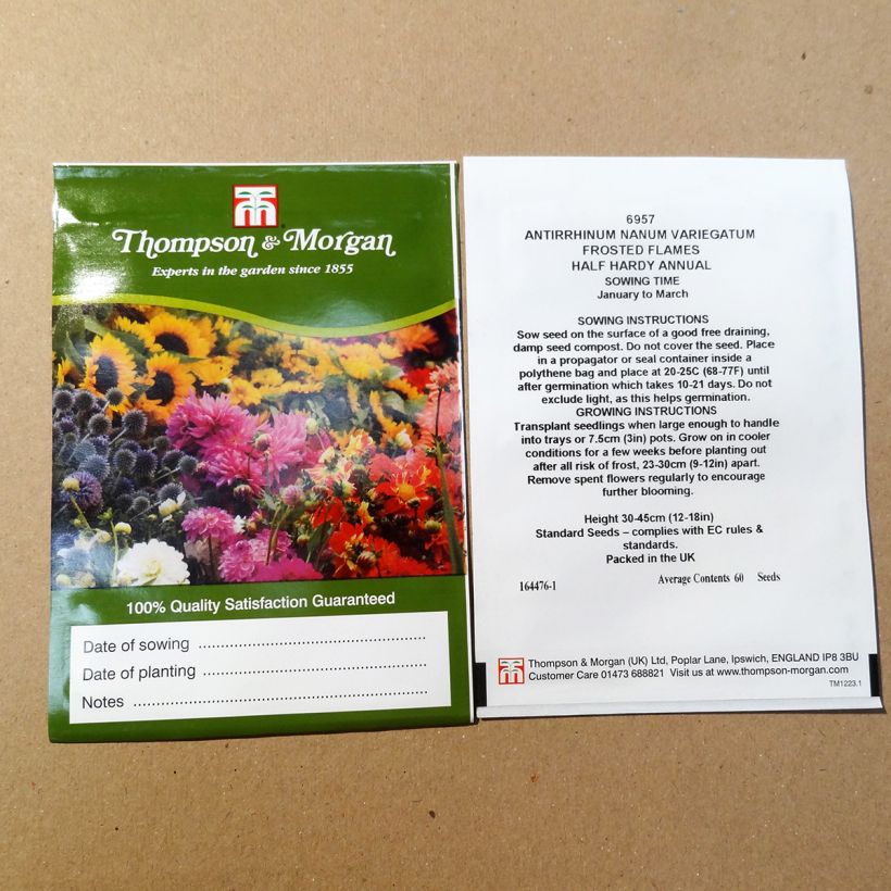 Exemple de spécimen de Graines de Muflier nain Frosted Flames - Antirrhinum nanum le sachet de 100 graines tel que livré
