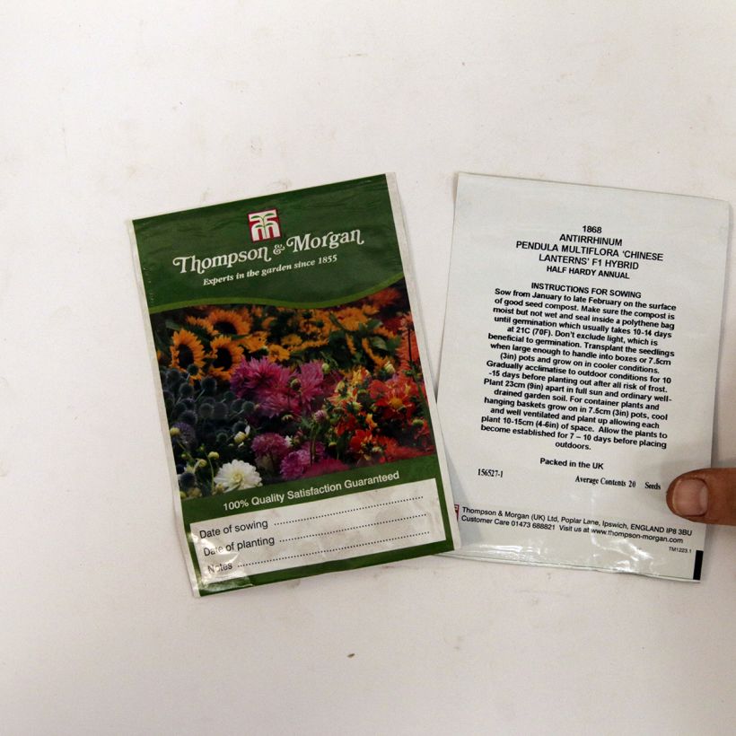 Exemple de spécimen de Graines de Muflier nain Chinese Lanterns F1- Antirrhinum majus le sachet de 20 graines tel que livré
