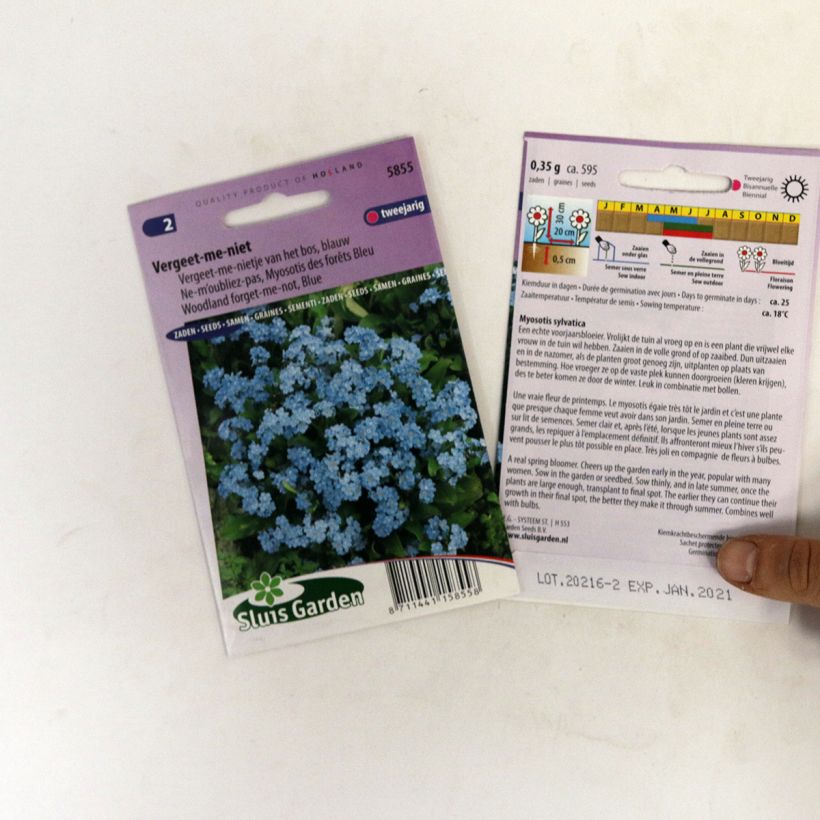 Exemple de spécimen de Graines de Myosotis des forêts Bleu - Myosotis sylvatica tel que livré