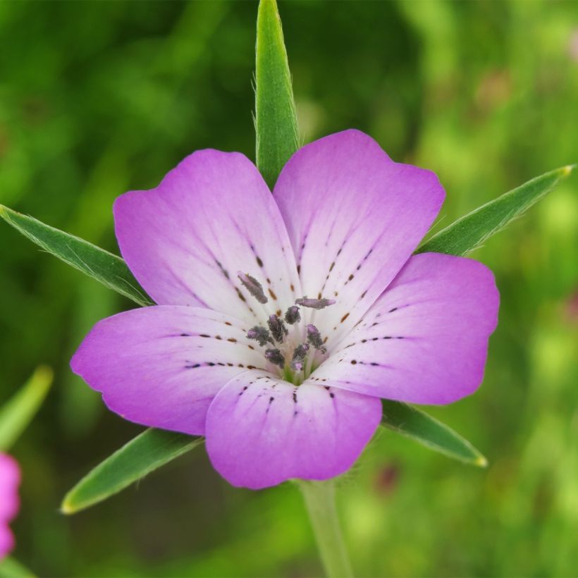 Graines de Nielle des blés - Agrostemma githago (Floraison)