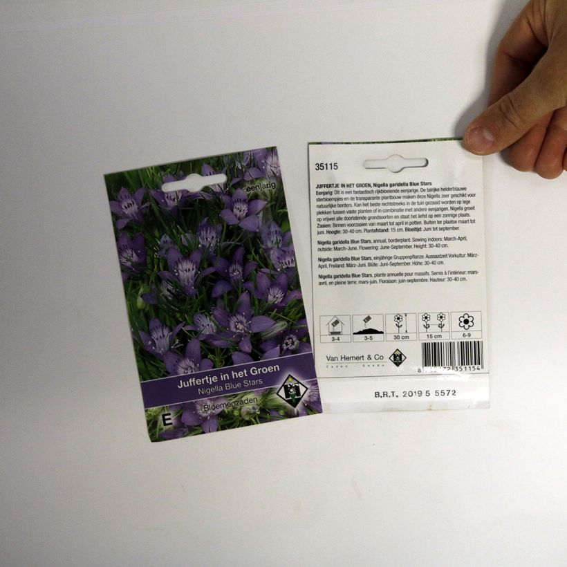 Spécimen de Graines de Nigelle de Bouchara Blue Stars - Nigella garidella tel que livré en printemps
