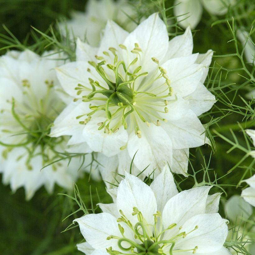 Graines de Nigelle de Damas Blanche à capsule verte (Floraison)