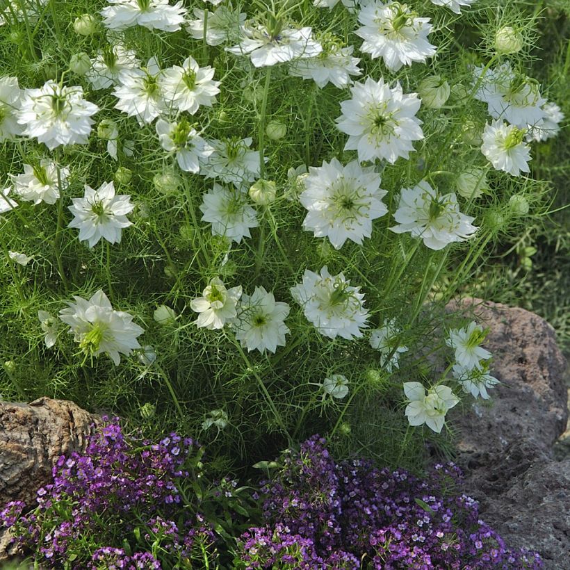 Graines de Nigelle de Damas Blanche à capsule verte (Port)