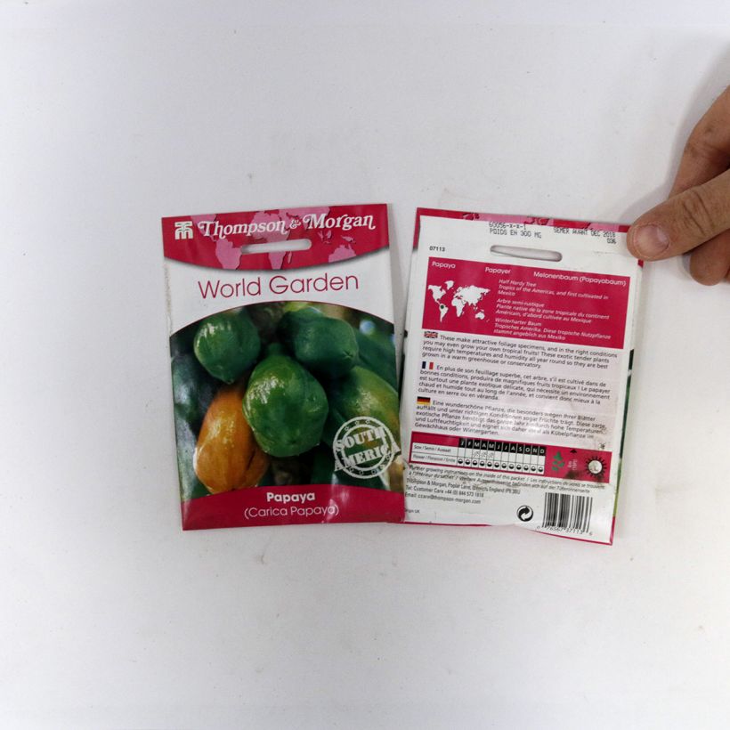 Exemple de spécimen de Graines de Papayer - Carica papaya Graines tel que livré