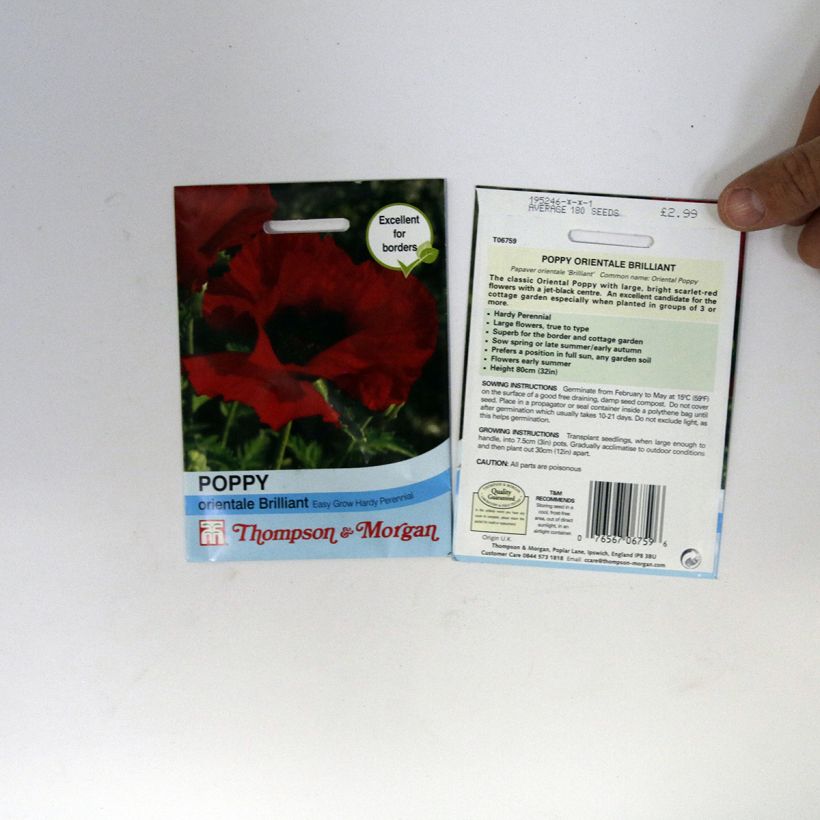 Exemple de spécimen de Graines de Pavot d'Orient Brilliant - Papaver orientale tel que livré