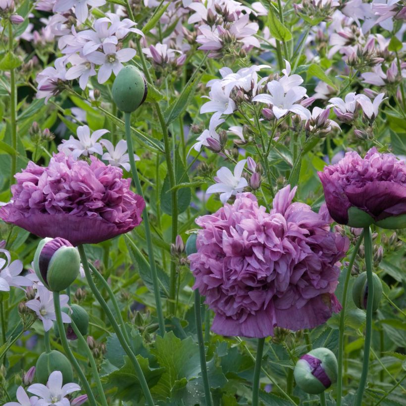 Graines de Pavot annuel Purple Peony - Papaver somniferum  (Floraison)