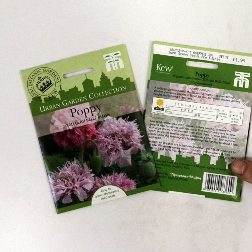 Exemple de spécimen de Graines de Pavot annuel Tallulah Belle Blush - Papaver somniferum le sachet de 300 graines tel que livré
