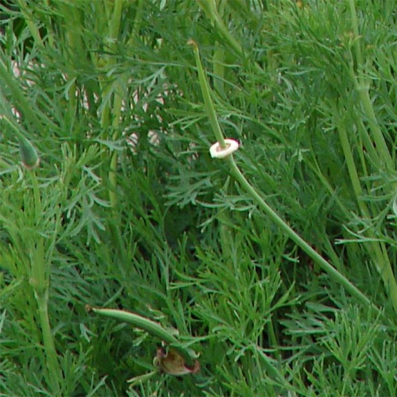 Graines de Pavot annuel Tallulah Belle Blush - Papaver somniferum (Feuillage)