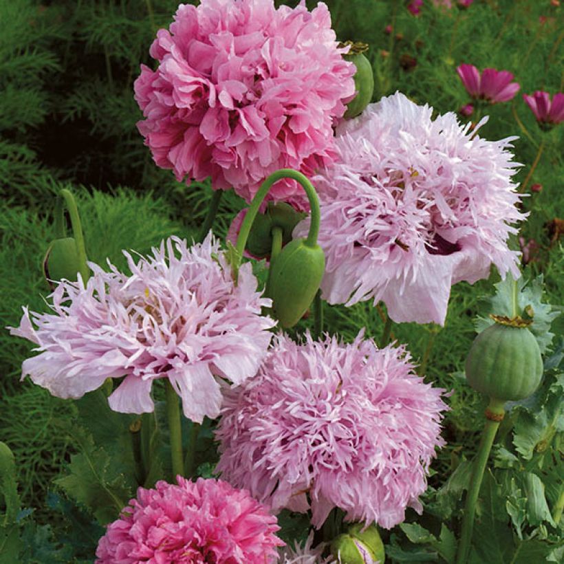 Graines de Pavot annuel Tallulah Belle Blush - Papaver somniferum (Floraison)