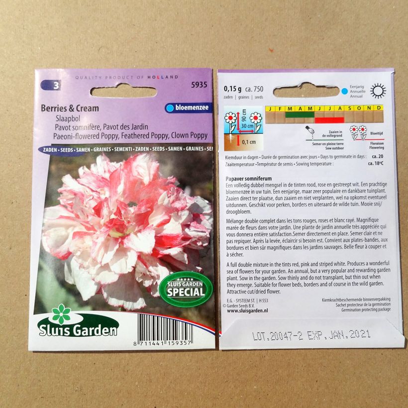 Spécimen de Graines de Pavot annuel Berries & Cream - Papaver somniferum tel que livré en printemps