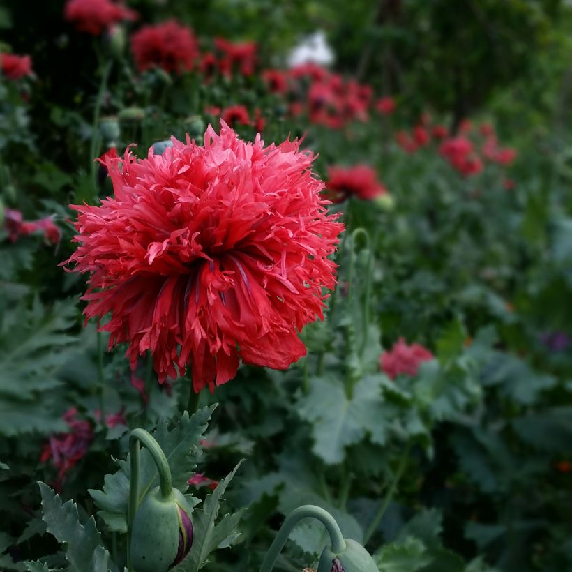 Graines de Pavot annuel Crimson Feathers - Papaver somniferum (Floraison)