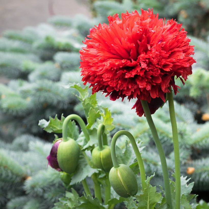 Graines de Pavot annuel Laciniatum Scarlet - Papaver somniferum (Floraison)