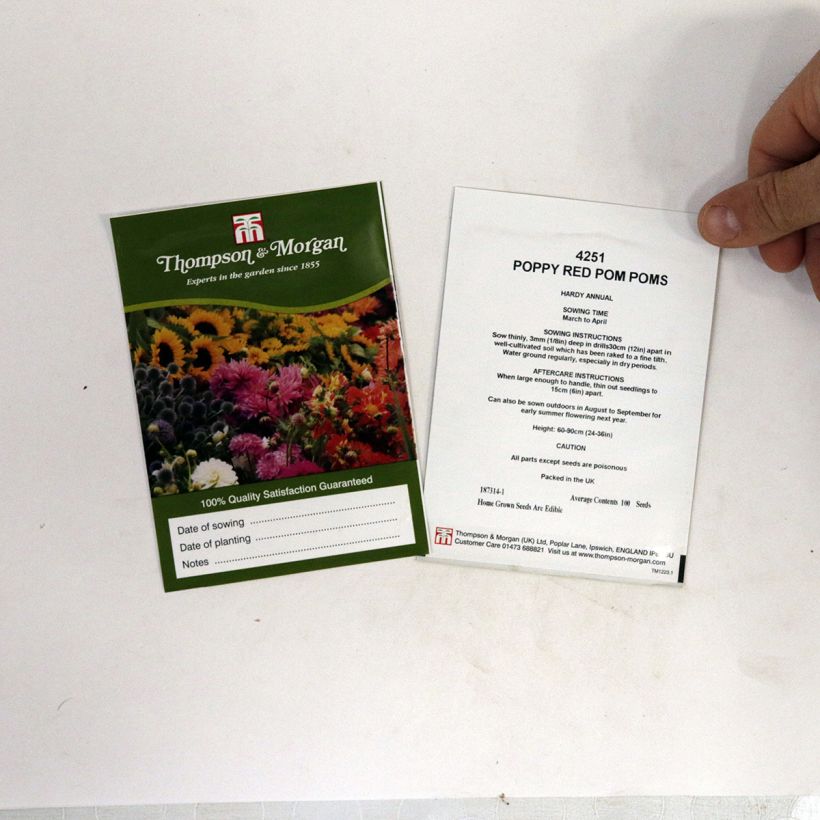 Exemple de spécimen de Graines de Pavot annuel Red Pom Pom's - Papaver somniferum Graines tel que livré