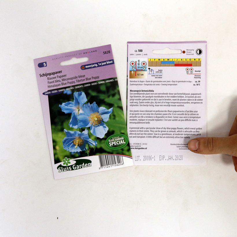 Exemple de spécimen de Graines de Pavot bleu de l'Himalaya - Meconopsis betonicifolia Graines tel que livré