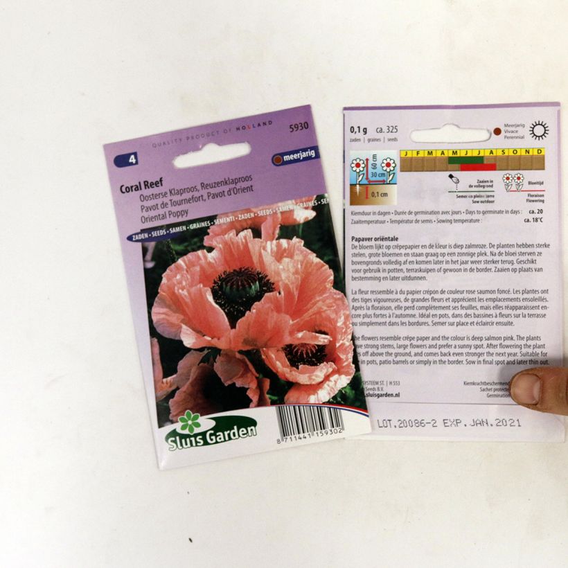 Exemple de spécimen de Graines de Pavot d'Orient Coral Reef - Papaver orientale  le sachet de +/- 400 graines (minimum 0,1g) tel que livré
