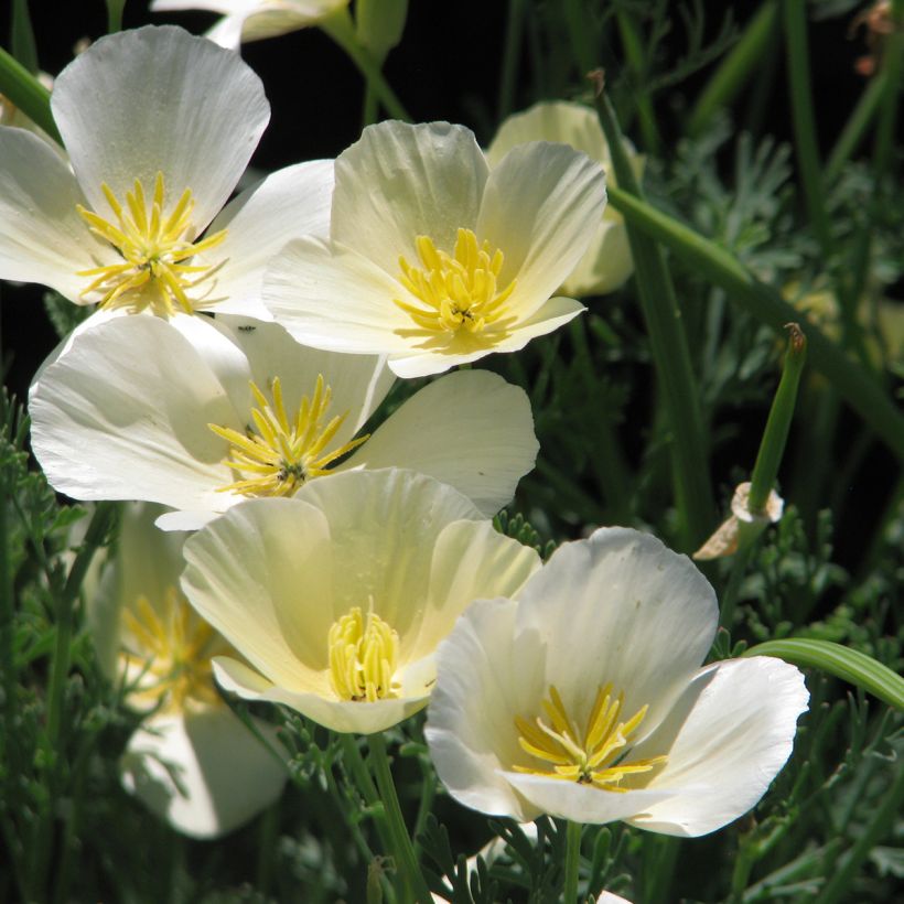 Graines de Pavot de Californie Alba - Eschscholzia californica (Floraison)