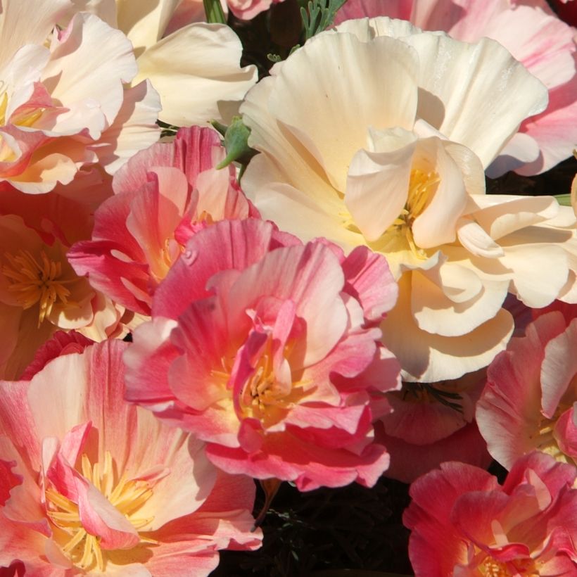 Graines de Pavot de Californie Appleblossom - Eschscholzia (Floraison)