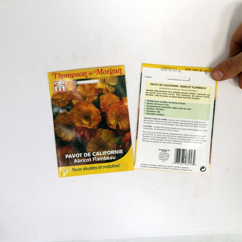 Exemple de spécimen de Graines de Pavot de Californie Apricot Flambeau - Eschscholzia californica Graines tel que livré