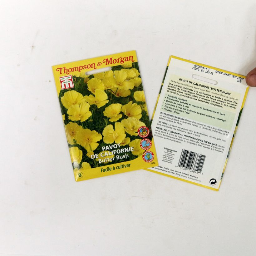 Exemple de spécimen de Graines de Pavot de Californie Butter Bush - Eschscholzia californica  Graines tel que livré