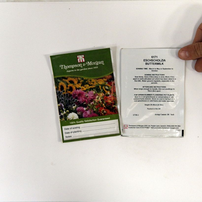 Exemple de spécimen de Graines de Pavot de Californie Buttermilk - Eschscholzia californica Graines tel que livré