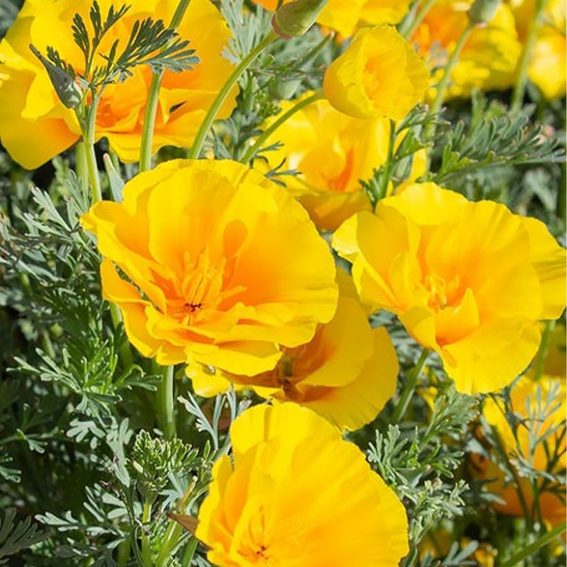 Graines de Pavot de Californie Yukon Gold - Eschscholzia californica (Floraison)