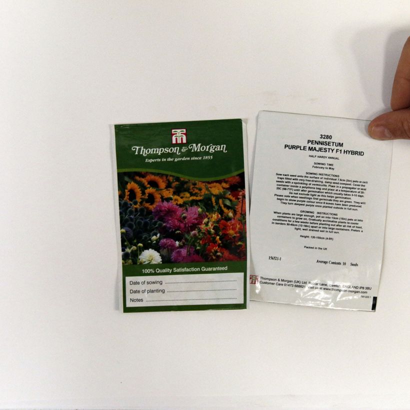 Exemple de spécimen de Graines de Pennisetum glaucum Purple Majesty F1 Hybrid - Herbes aux écouvillons tel que livré