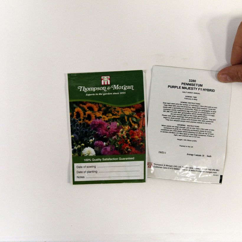 Exemple de spécimen de Graines de Pennisetum glaucum Purple Majesty F1 Hybrid - Herbes aux écouvillons Graines tel que livré