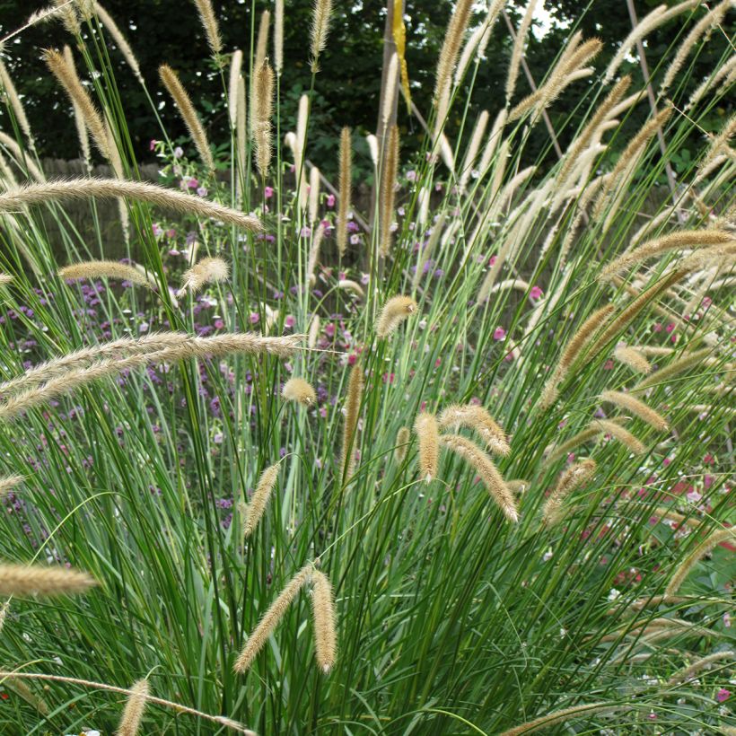 Graines de Pennisetum macrourum Tail Feathers - Herbe aux écouvillons (Floraison)