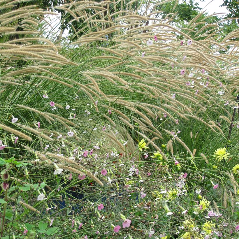Graines de Pennisetum macrourum Tail Feathers - Herbe aux écouvillons (Port)