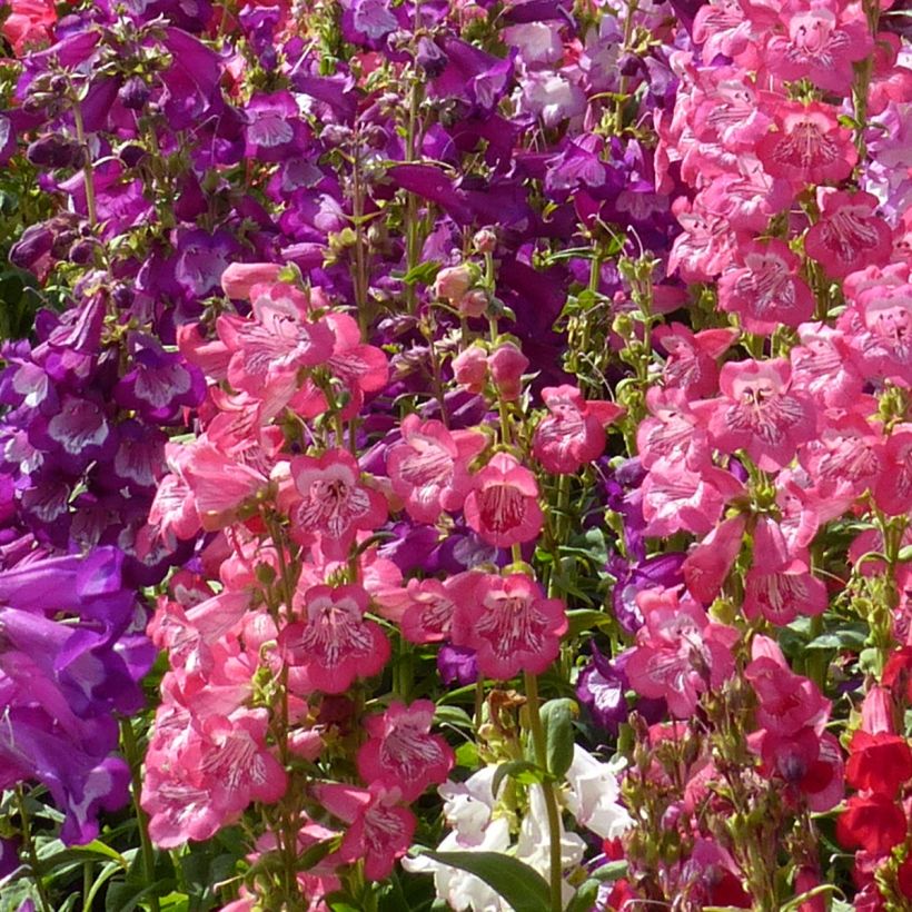 Graines de Penstemon Wedding Bells (hartwegii sensations) - Galane en mélange (Floraison)