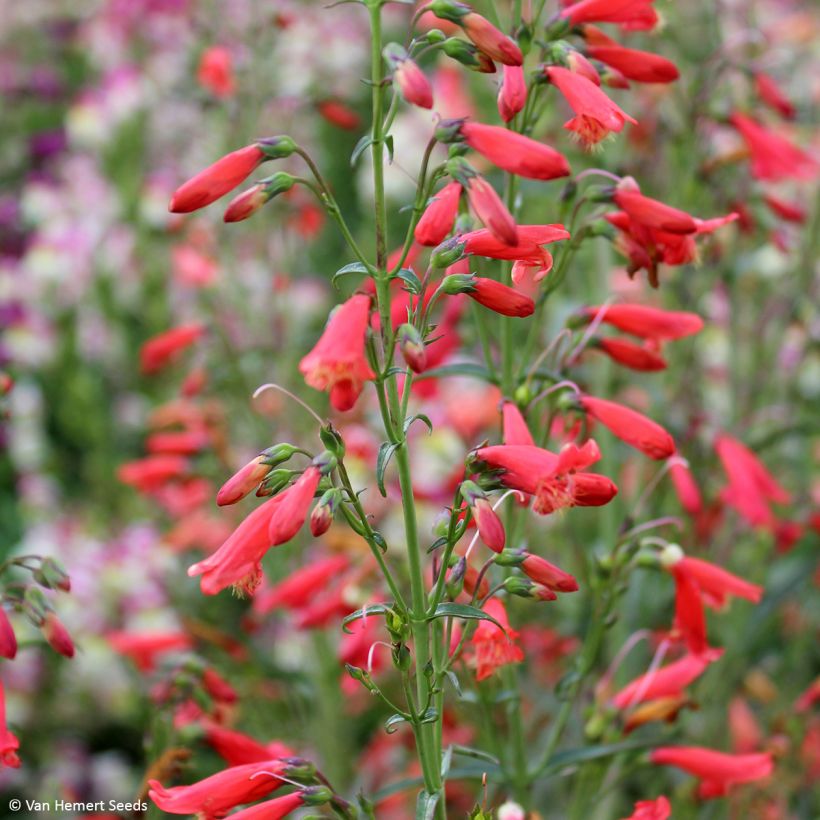 Graines de Penstemon barbatus Twizzle Scarlet - Galane (Floraison)