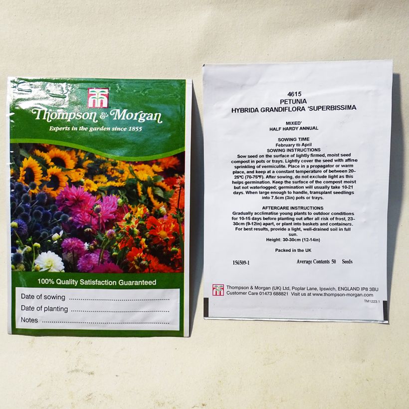 Exemple de spécimen de Graines de Pétunia Grandiflora Superbissima  tel que livré