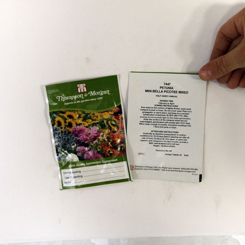 Exemple de spécimen de Graines de Pétunia Mini Bella Picotee Mixed F1 le sachet de 60 graines tel que livré