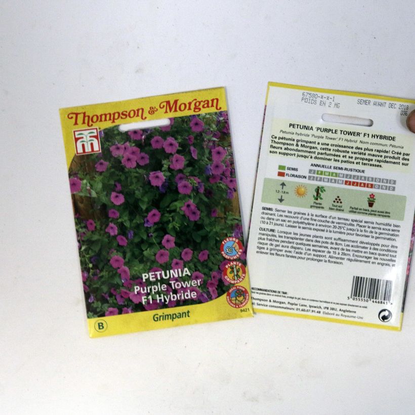 Exemple de spécimen de Graines de Pétunia Purple Tower Hybride F1 Graines tel que livré