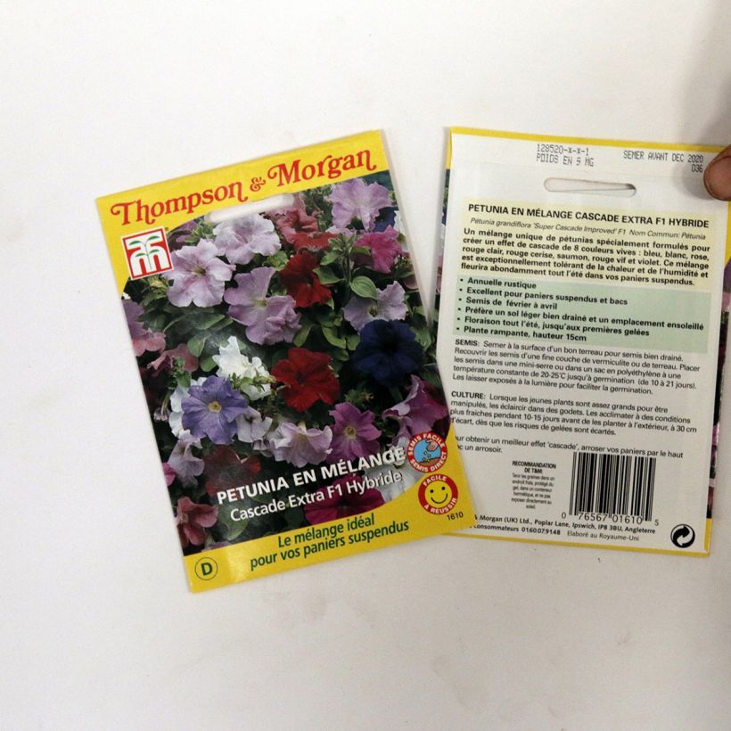 Exemple de spécimen de Graines de Pétunia Cascade extra en mélange Graines tel que livré