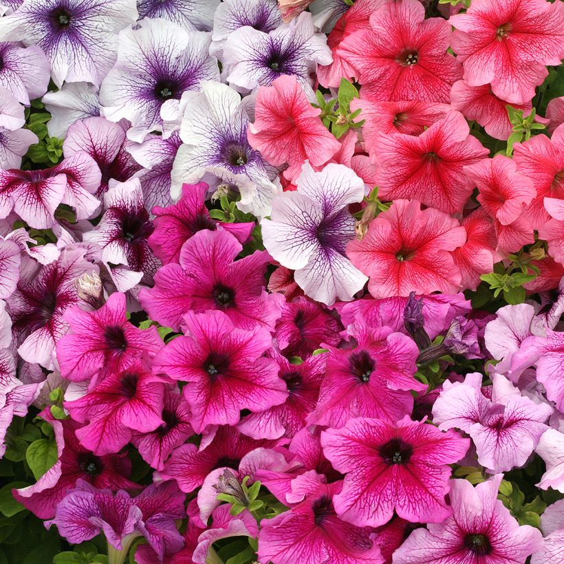 Graines de Pétunia nain Prism Sundae Mix (Floraison)