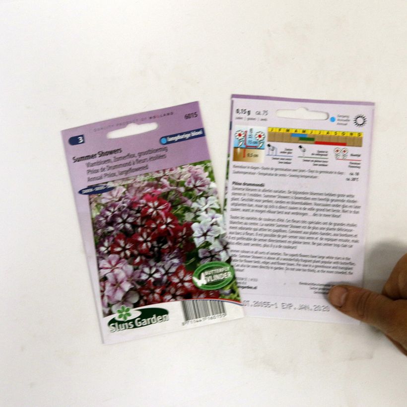 Exemple de spécimen de Graines de Phlox drummondii Summer Showers en mélange - Phlox de Drummond  Graines tel que livré