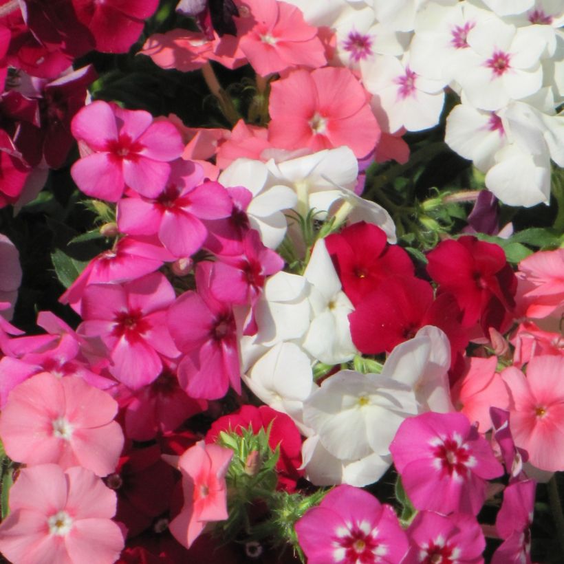 Graines de Phlox drummondii Dwarf Beauty Mix - Phlox de Drummond (Floraison)