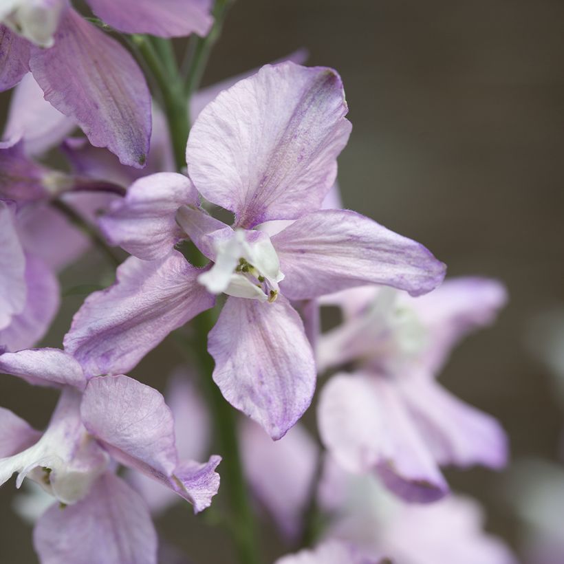 Graines de Delphinium consolida Fancy Belladonna - Pied d'Alouette annuel (Floraison)