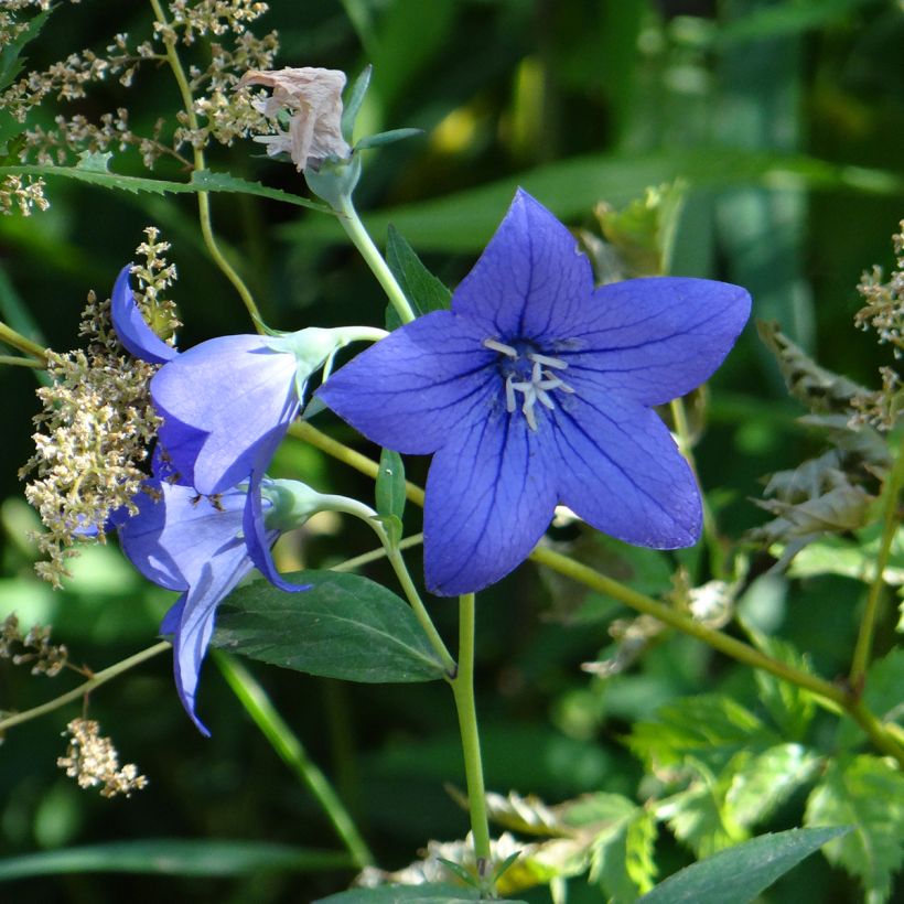 Graines de Platycodon à grandes fleurs Mariesii Blue - Platycodon grandiflorus  (Floraison)