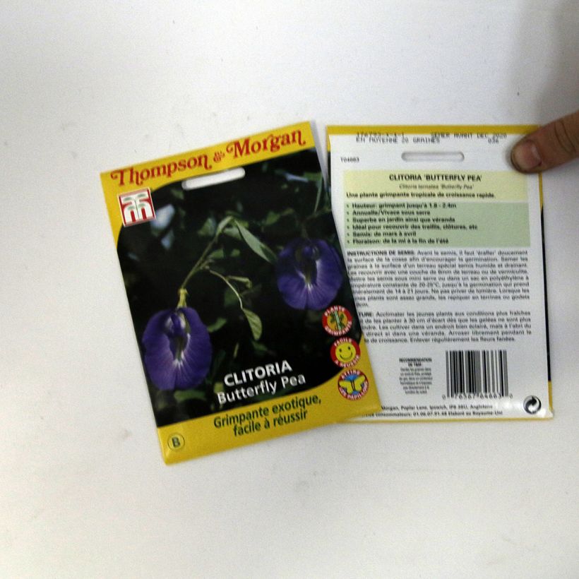 Exemple de spécimen de Graines de Pois bleu - Clitoria ternatea Graines tel que livré