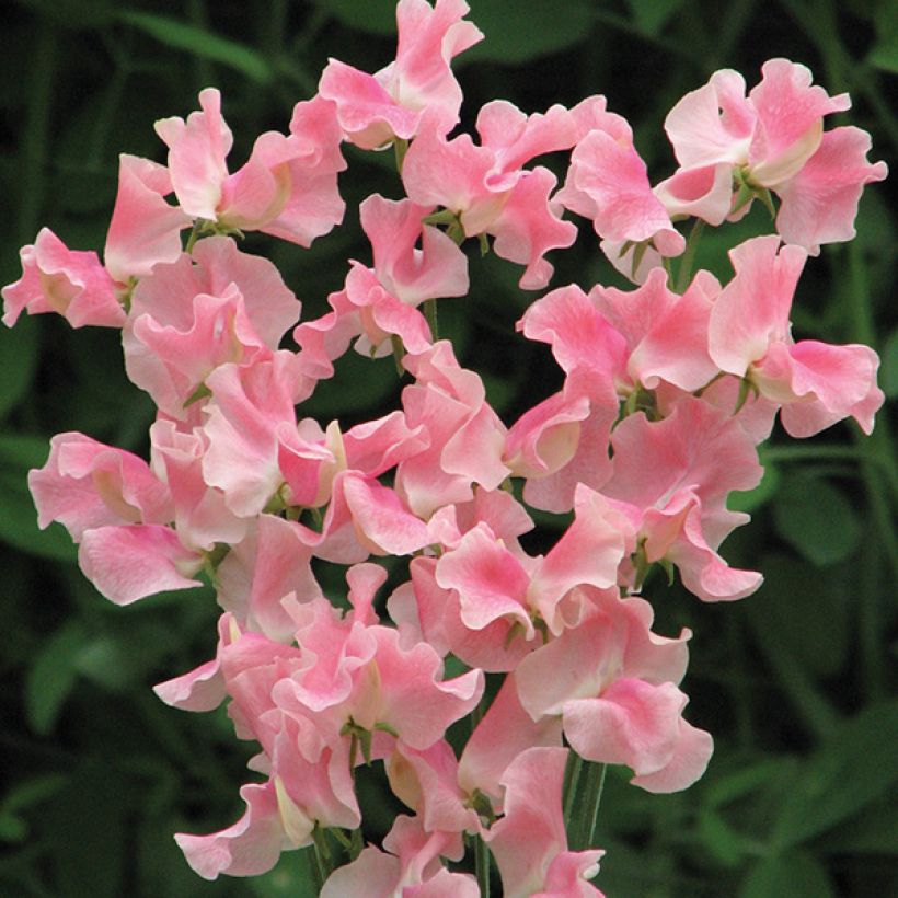 Graines de Pois de Senteur Alan Titchmarsh - Lathyrus odoratus (Floraison)