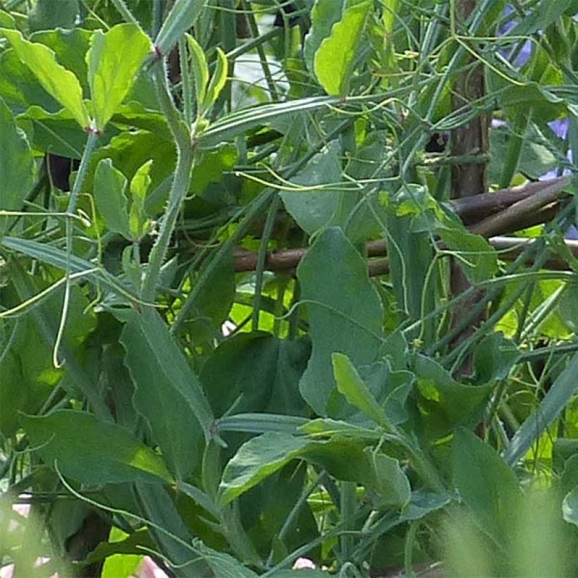 Graines de Pois de Senteur Blue Ripple - Lathyrus odoratus (Feuillage)